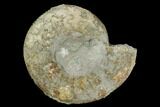 Ammonite (Orthosphinctes) Fossil - Germany #125617-1